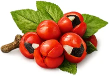 Fortexon — extrait de guarana